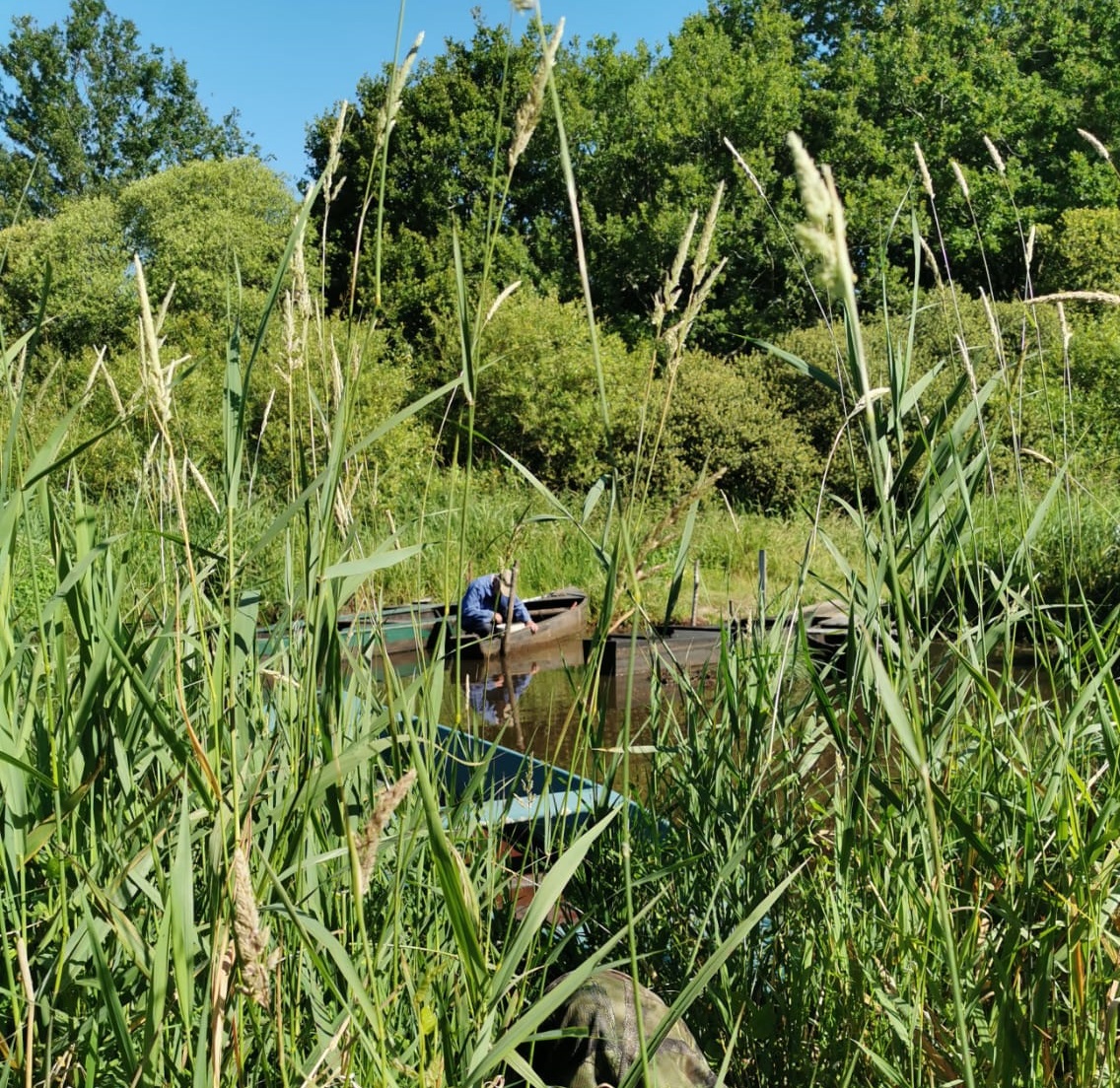Marais de la Brière