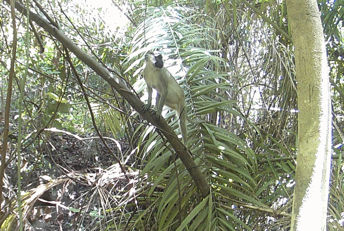 Aires Protégées Communautaire